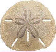 sanddollar.gif (12102 bytes)